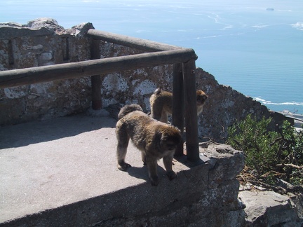 Gibraltar Monkey2